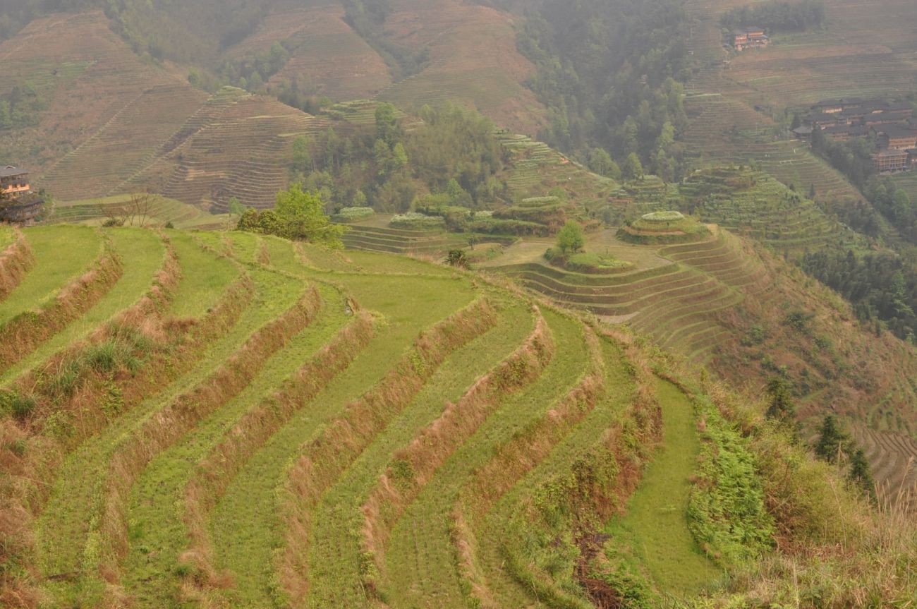 Рисовые террасы Дажай, image of landscape/habitat.