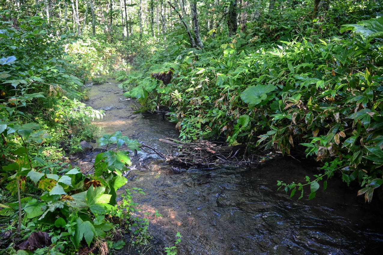 Вулкан Менделеева, image of landscape/habitat.