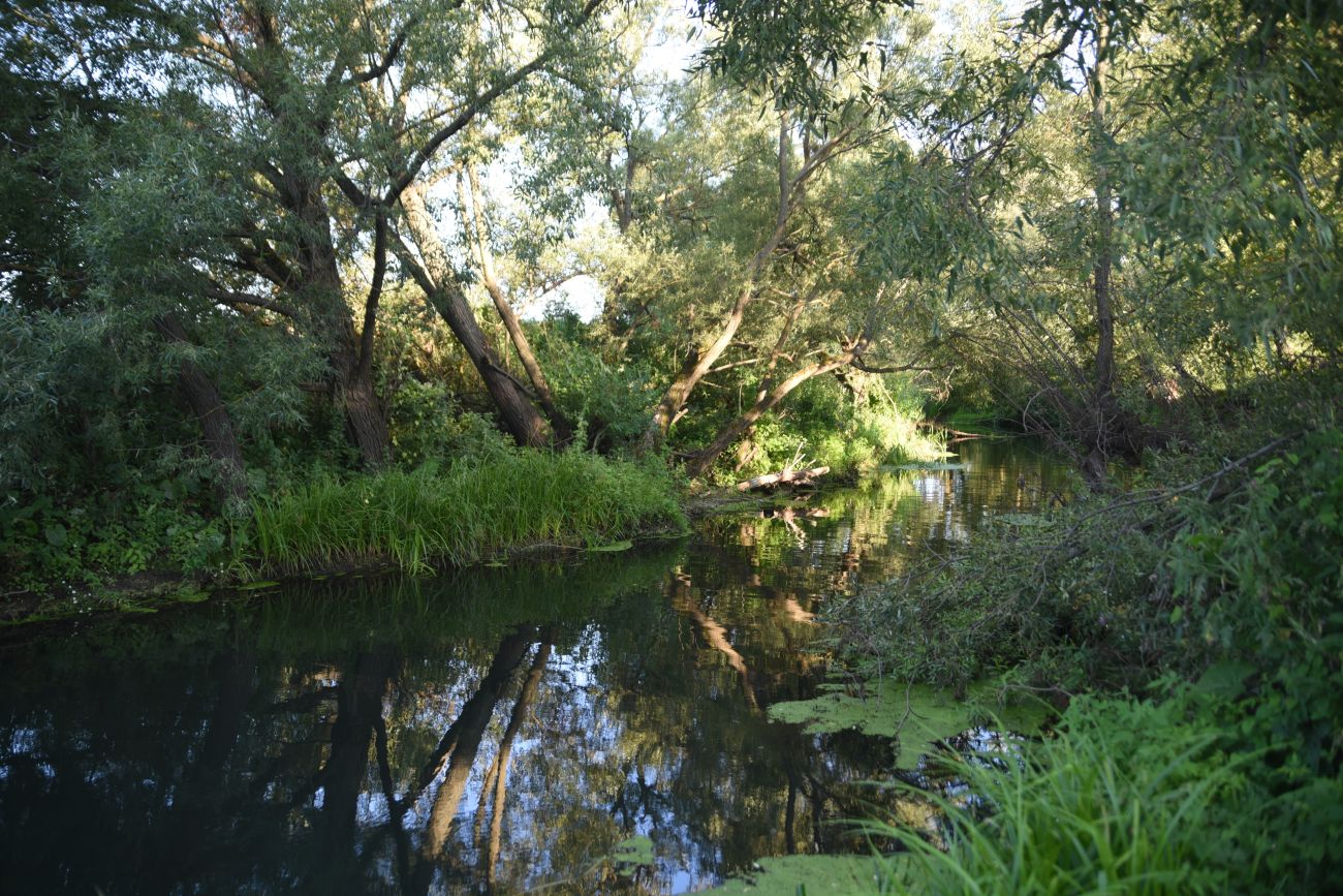 Устье ручья Рыхотка, image of landscape/habitat.