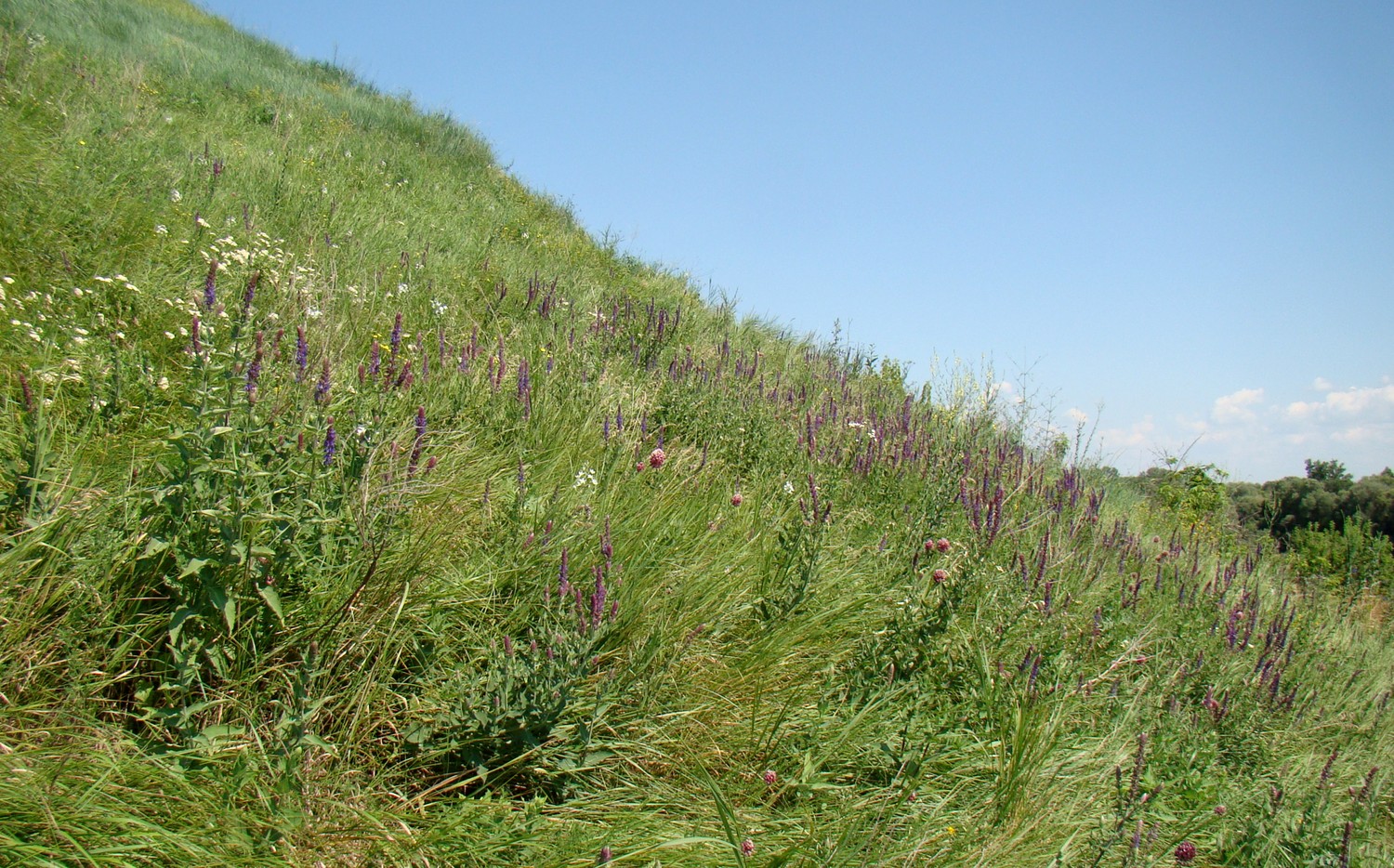 Берег Кубани в Усть-Лабинске, image of landscape/habitat.