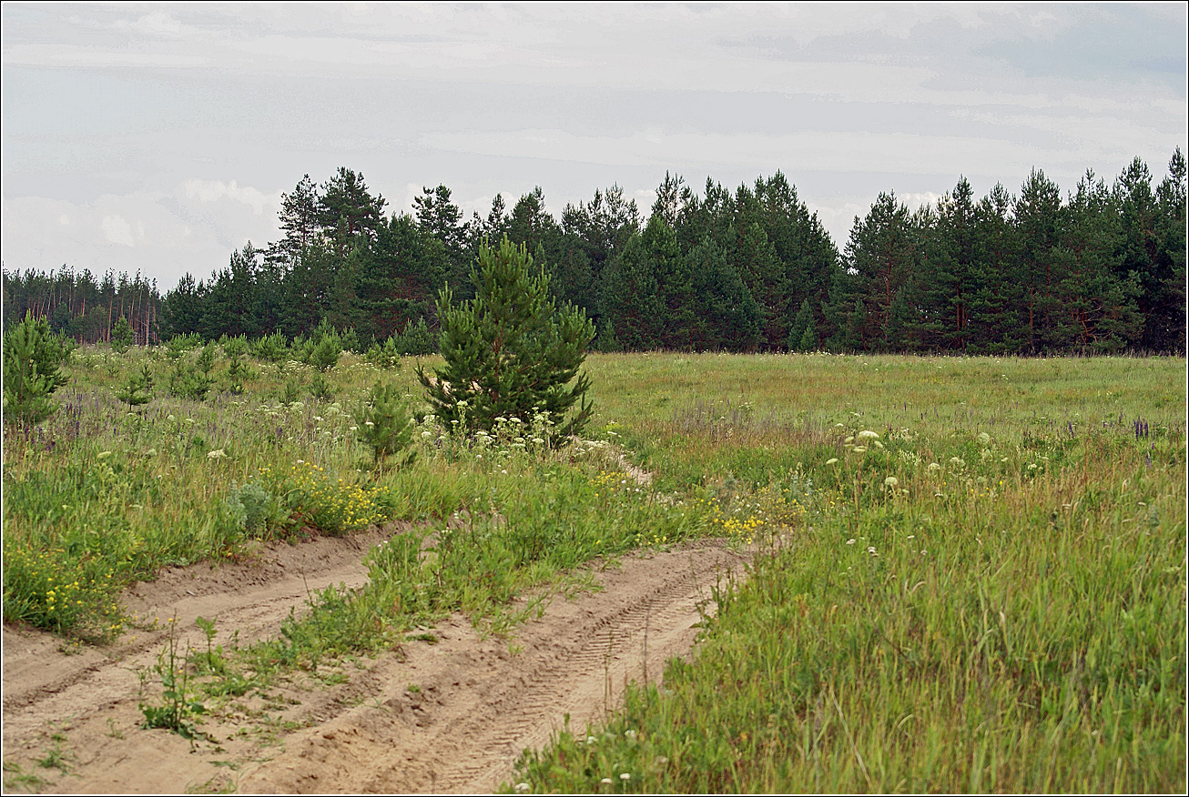 Лесничество «Красный Маяк», image of landscape/habitat.