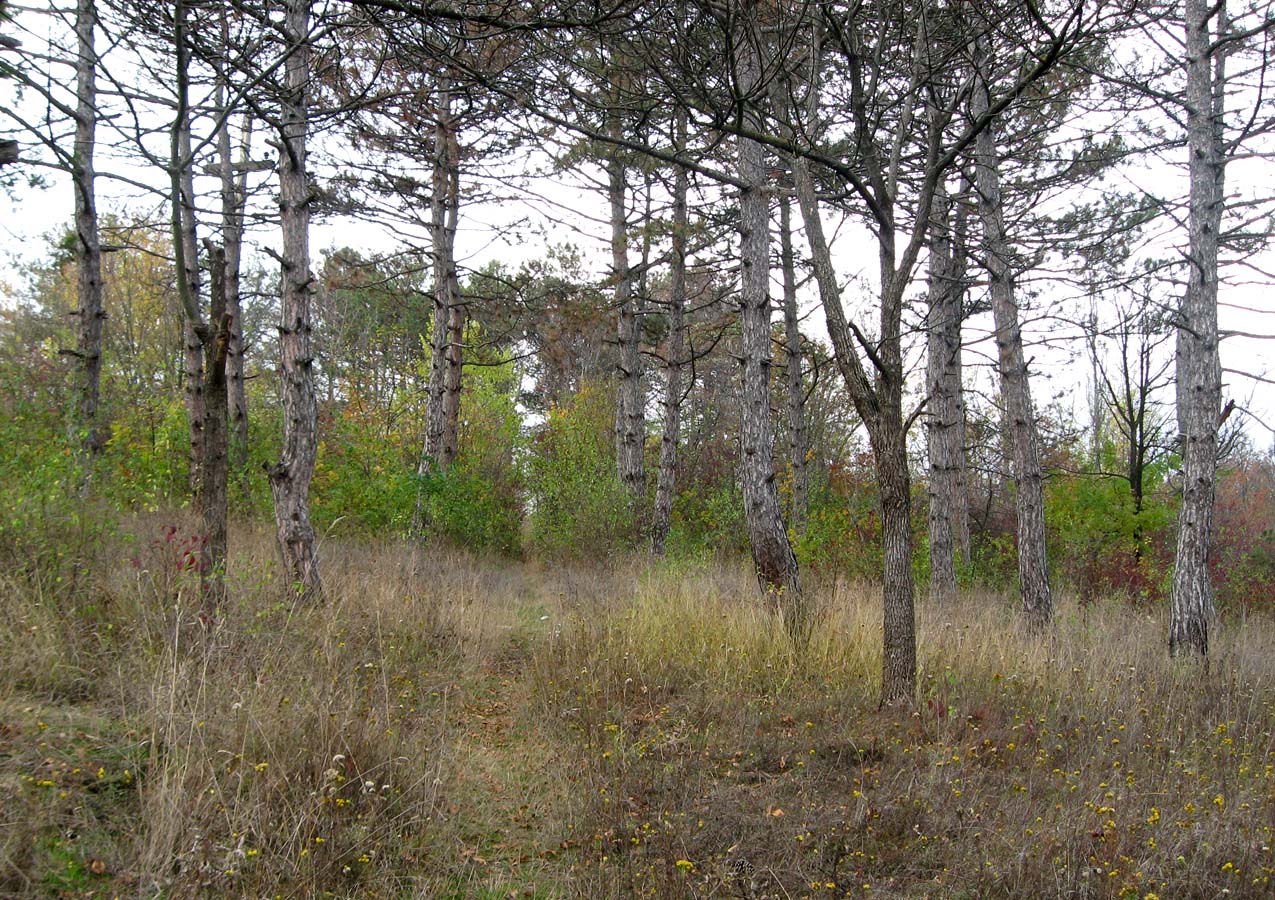 Симферопольское Водохранилище, image of landscape/habitat.