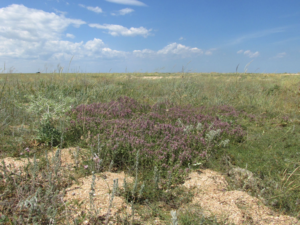 Арабатская стрелка, image of landscape/habitat.