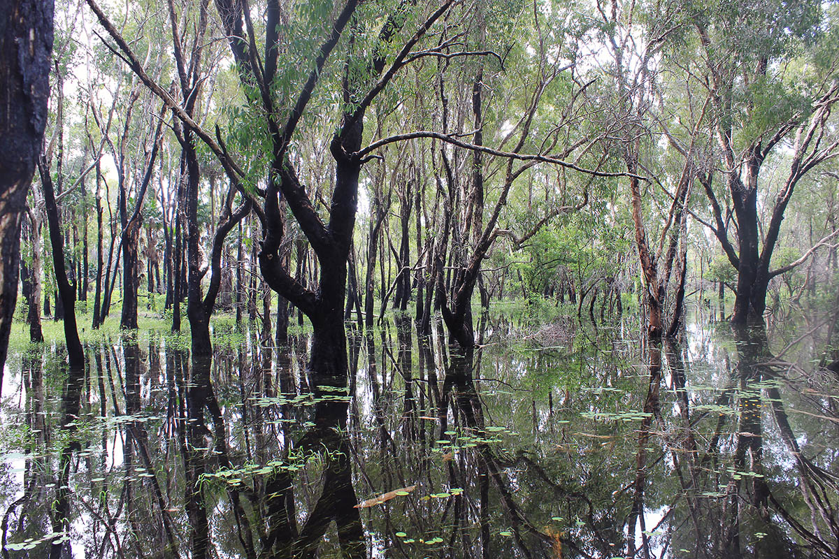 Kakadu, image of landscape/habitat.