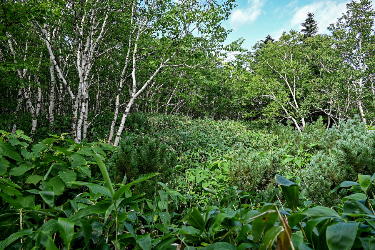 Вулкан Менделеева, image of landscape/habitat.