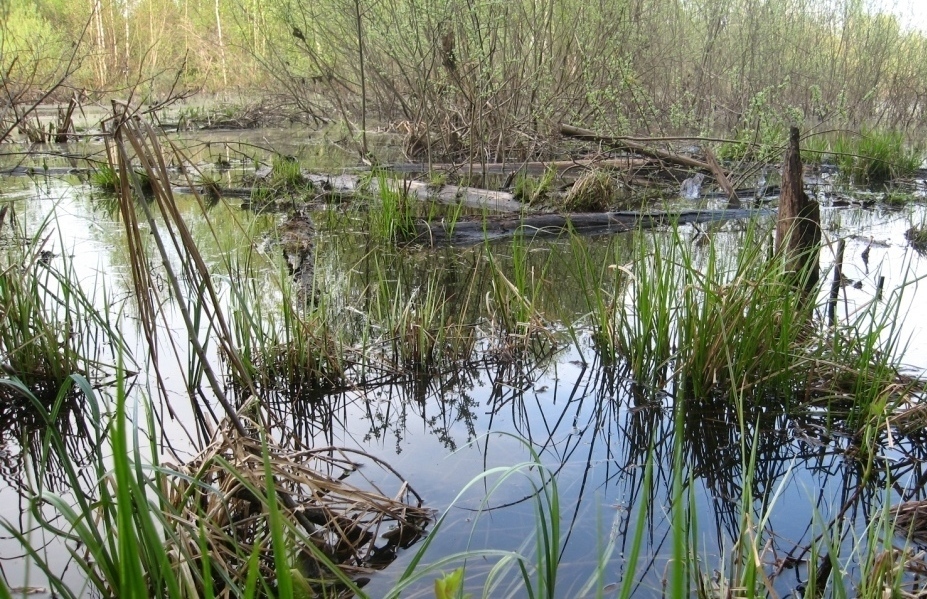 Селище, image of landscape/habitat.