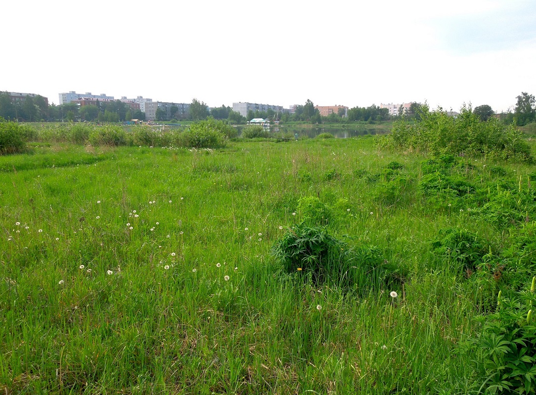 Стахановское озеро, image of landscape/habitat.