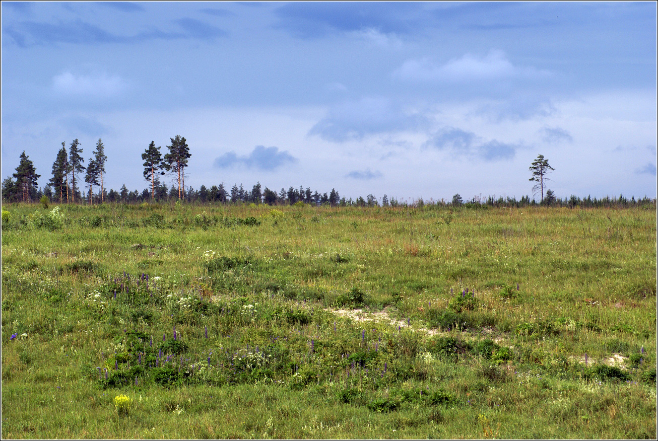 Лесничество «Красный Маяк», image of landscape/habitat.