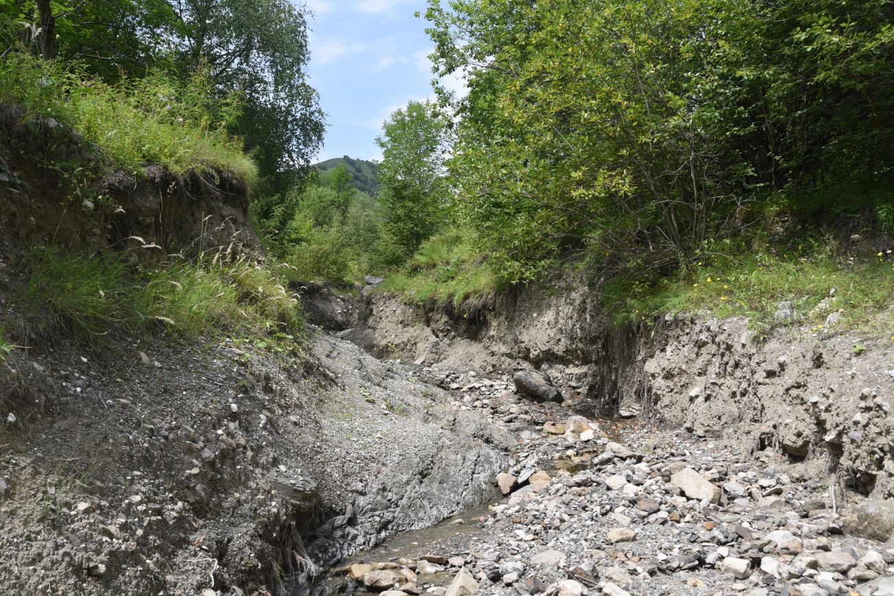 Левый приток возле дома Мухтара, image of landscape/habitat.