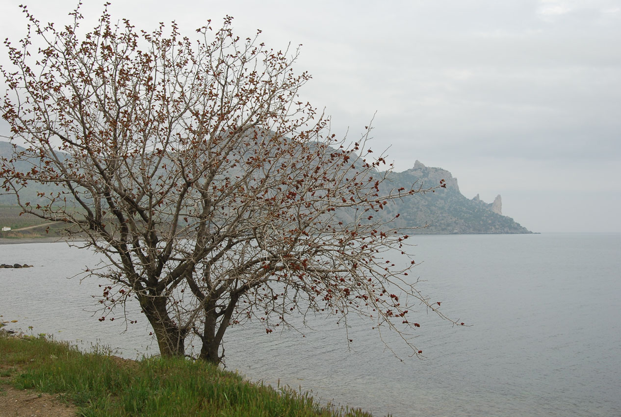 Кутлакская бухта, image of landscape/habitat.