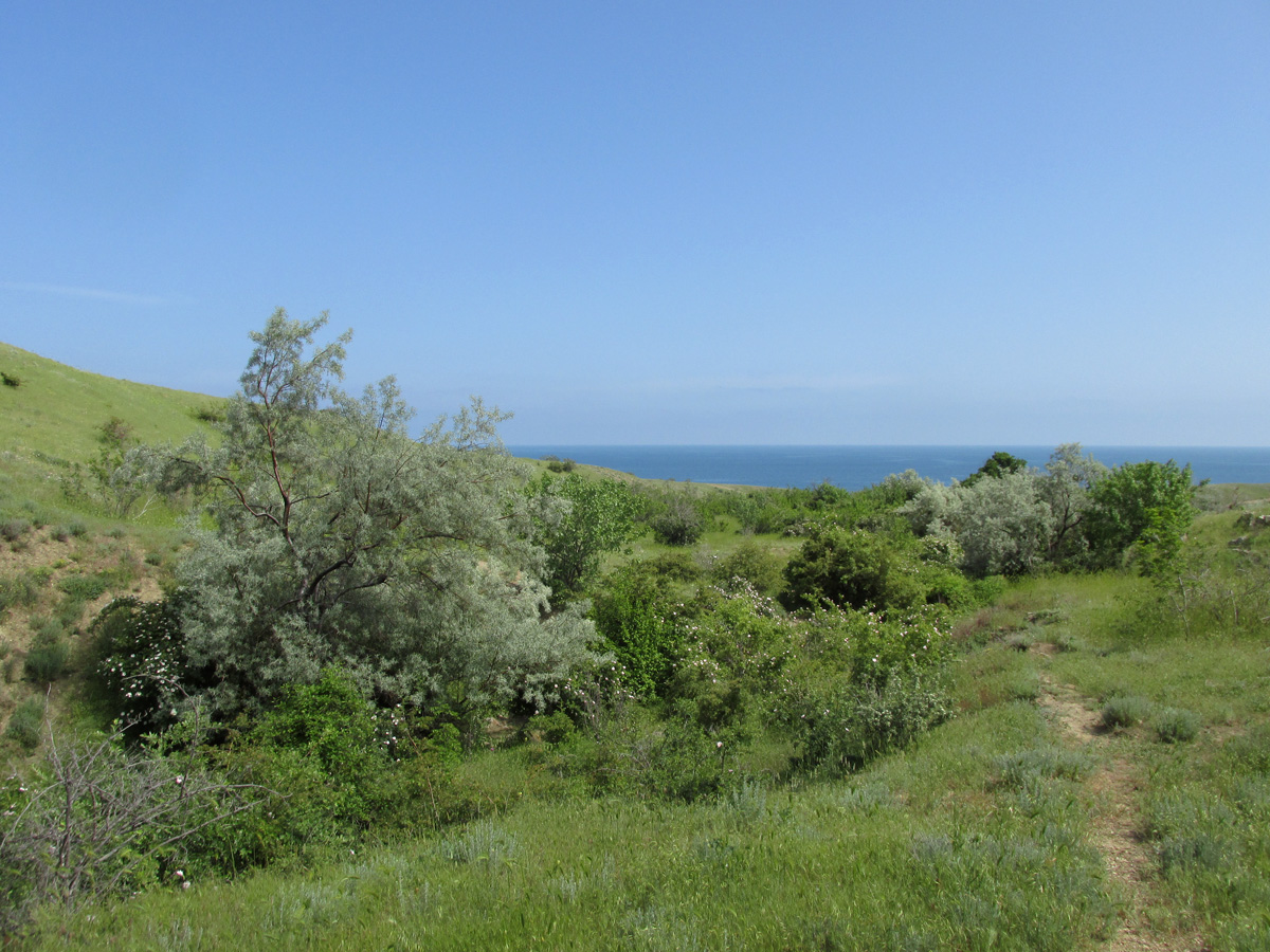 Лисья бухта, image of landscape/habitat.