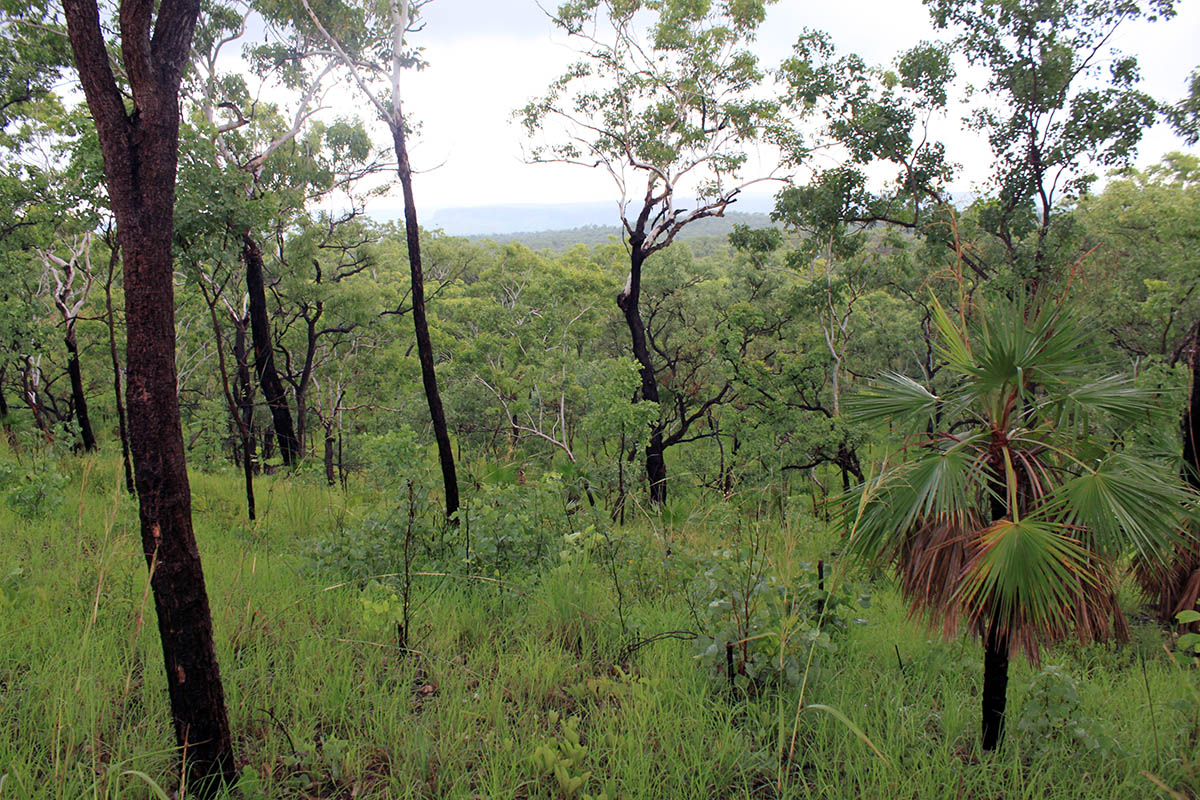 Kakadu, image of landscape/habitat.