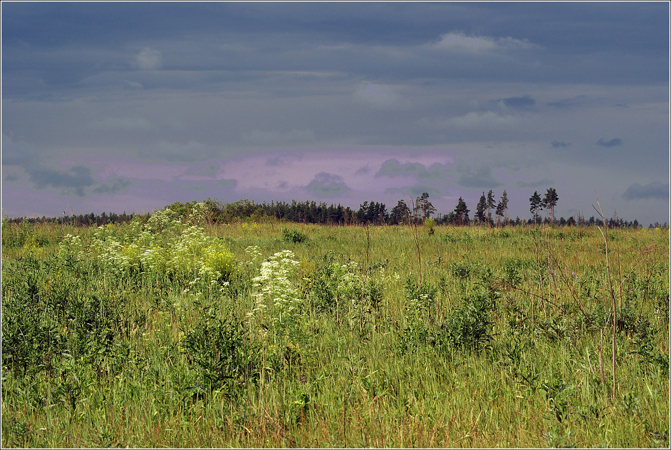 Лесничество «Красный Маяк», image of landscape/habitat.