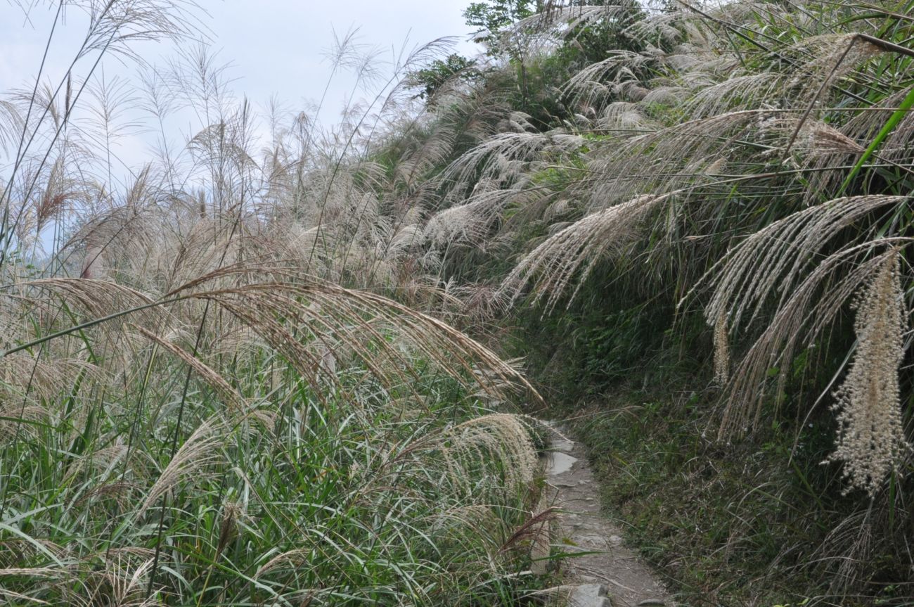 Рисовые террасы Дажай, image of landscape/habitat.