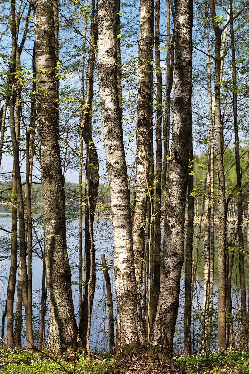 Верято, image of landscape/habitat.