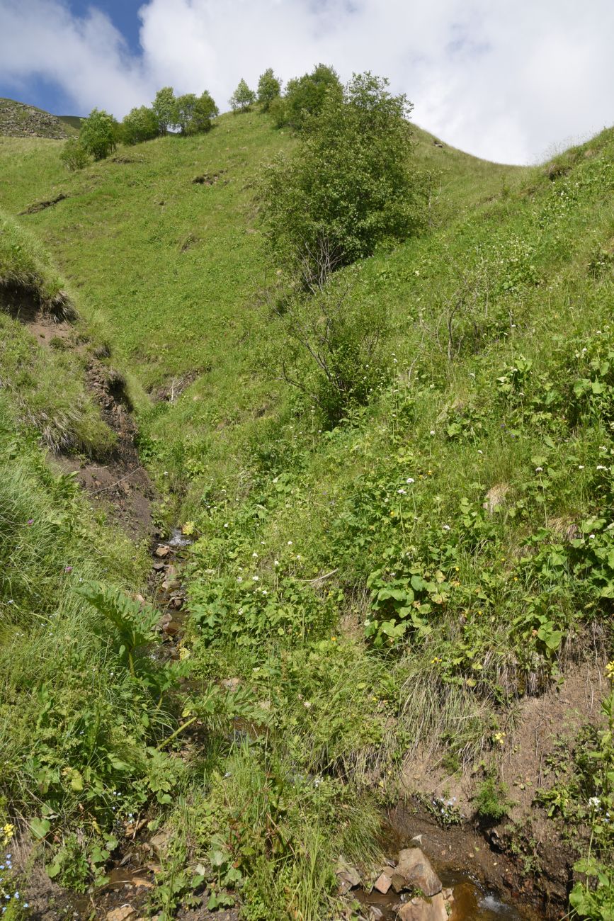 Верхнее течение Чадыри, image of landscape/habitat.