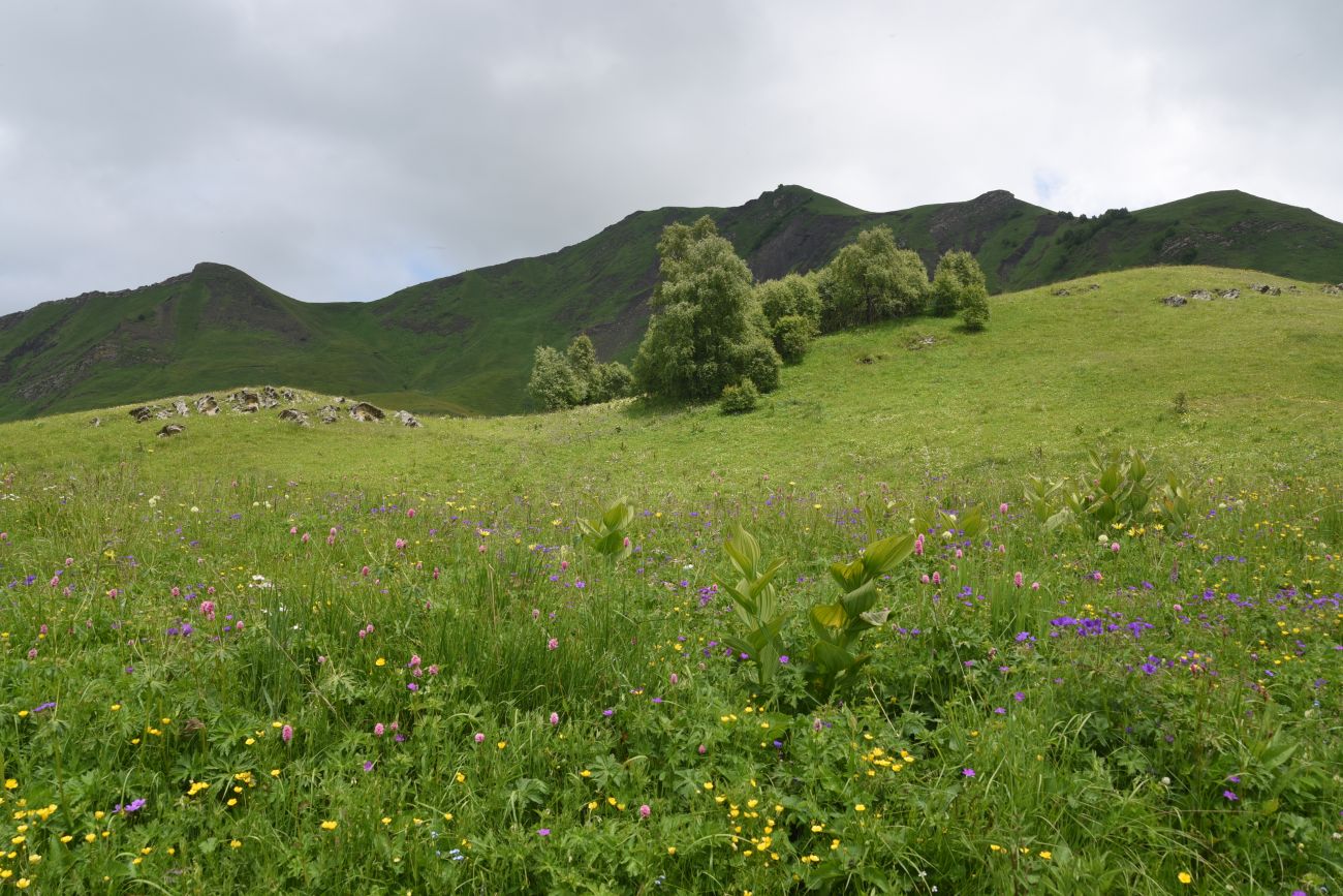 Сигнальная гора, image of landscape/habitat.