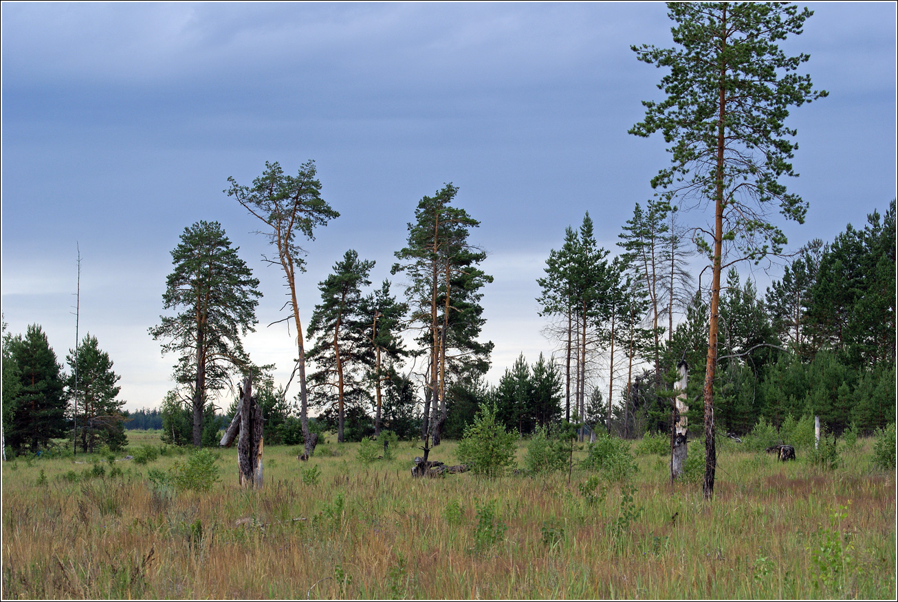 Лесничество «Красный Маяк», image of landscape/habitat.