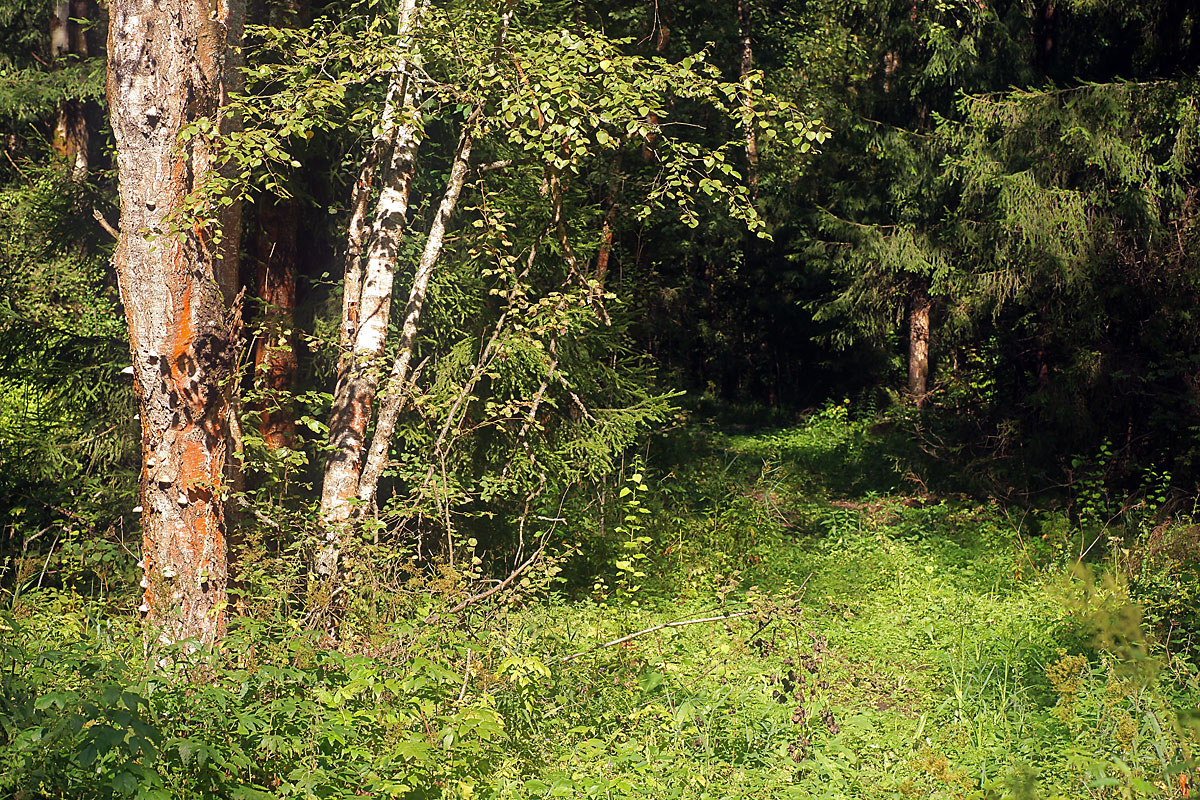 Окрестности Хрипани, image of landscape/habitat.