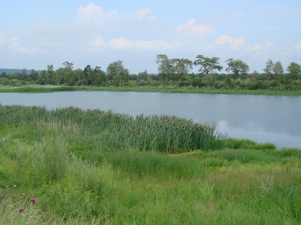 Биликтуй, image of landscape/habitat.