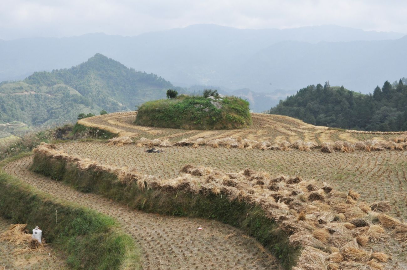 Рисовые террасы Дажай, image of landscape/habitat.