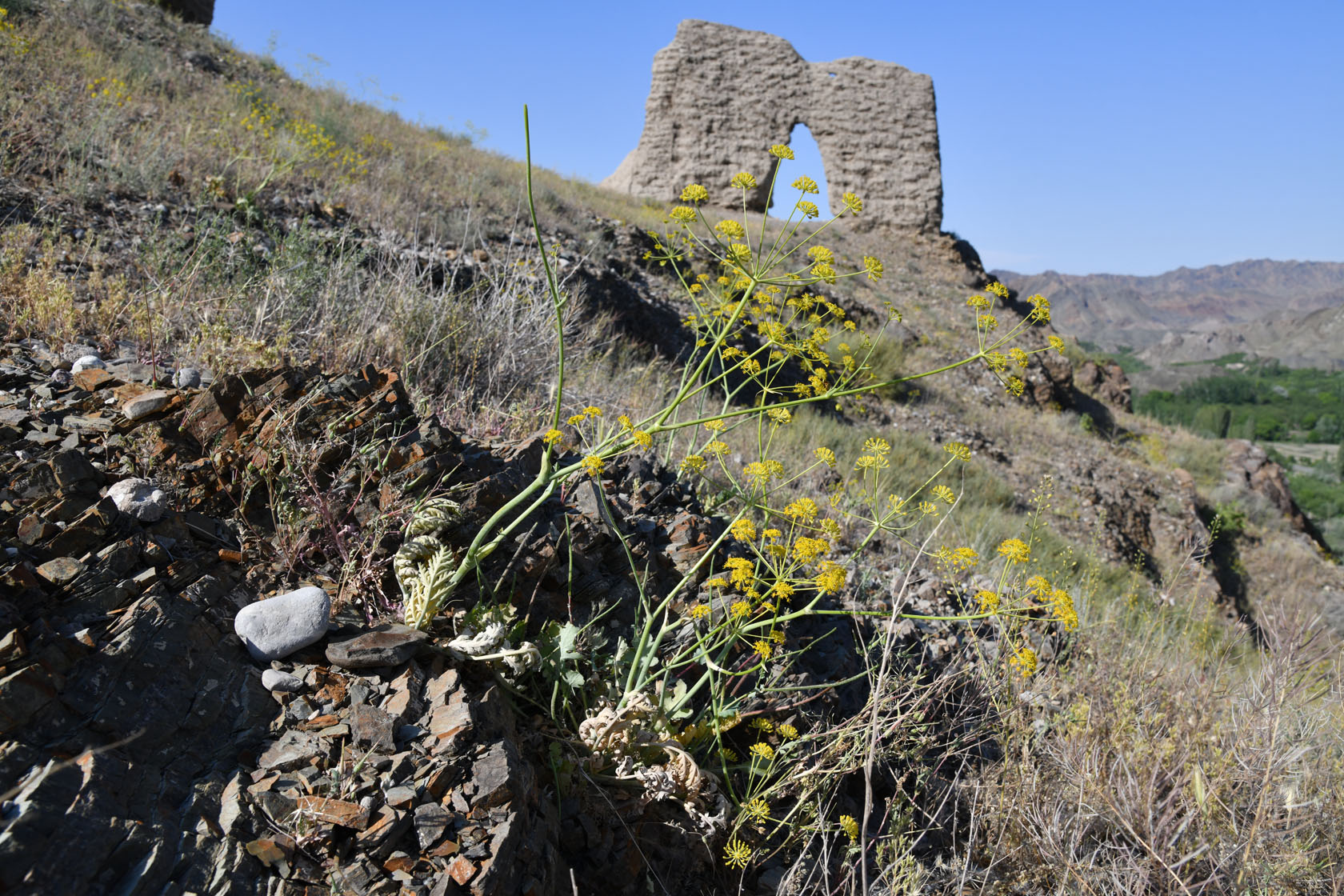 Исфара, image of landscape/habitat.