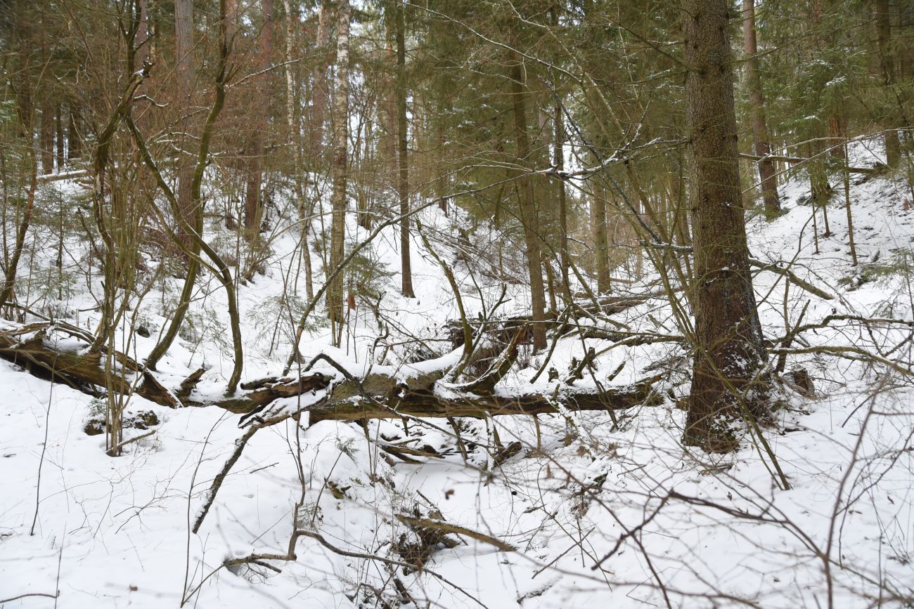 Овраг Волчий, image of landscape/habitat.