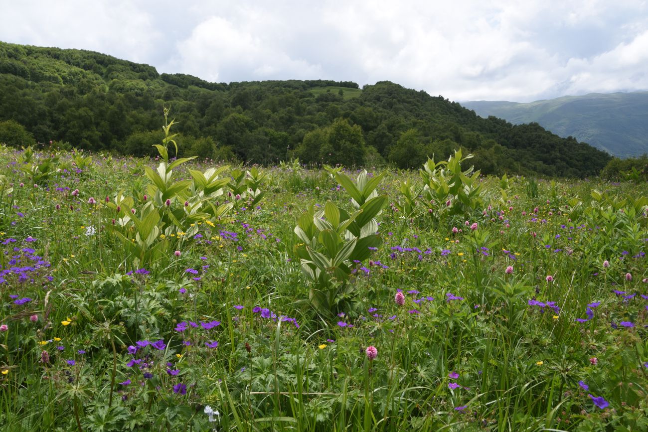 Сигнальная гора, image of landscape/habitat.