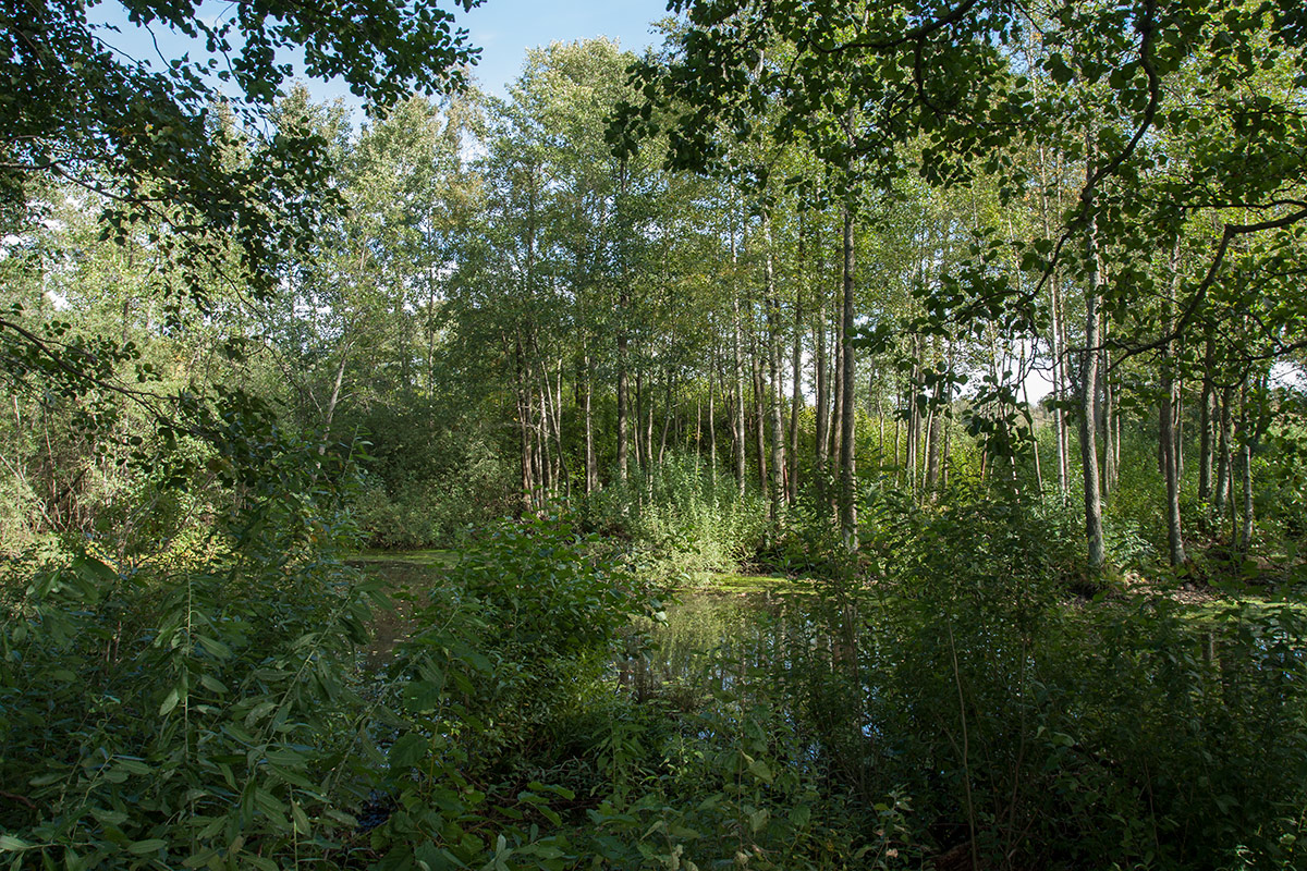 Западный Котлин, image of landscape/habitat.