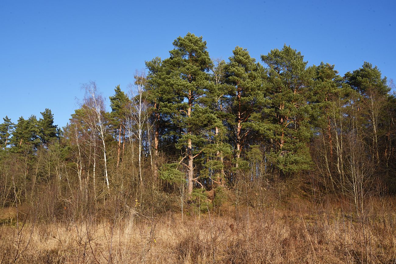 Вокруг хутора учителей Дёшиных, image of landscape/habitat.