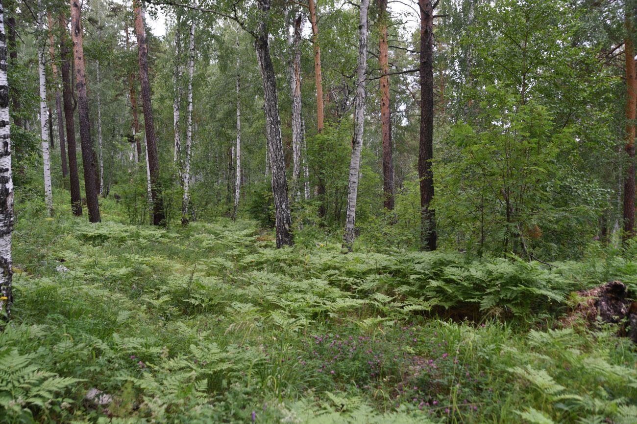 Гора Аракуль, изображение ландшафта.