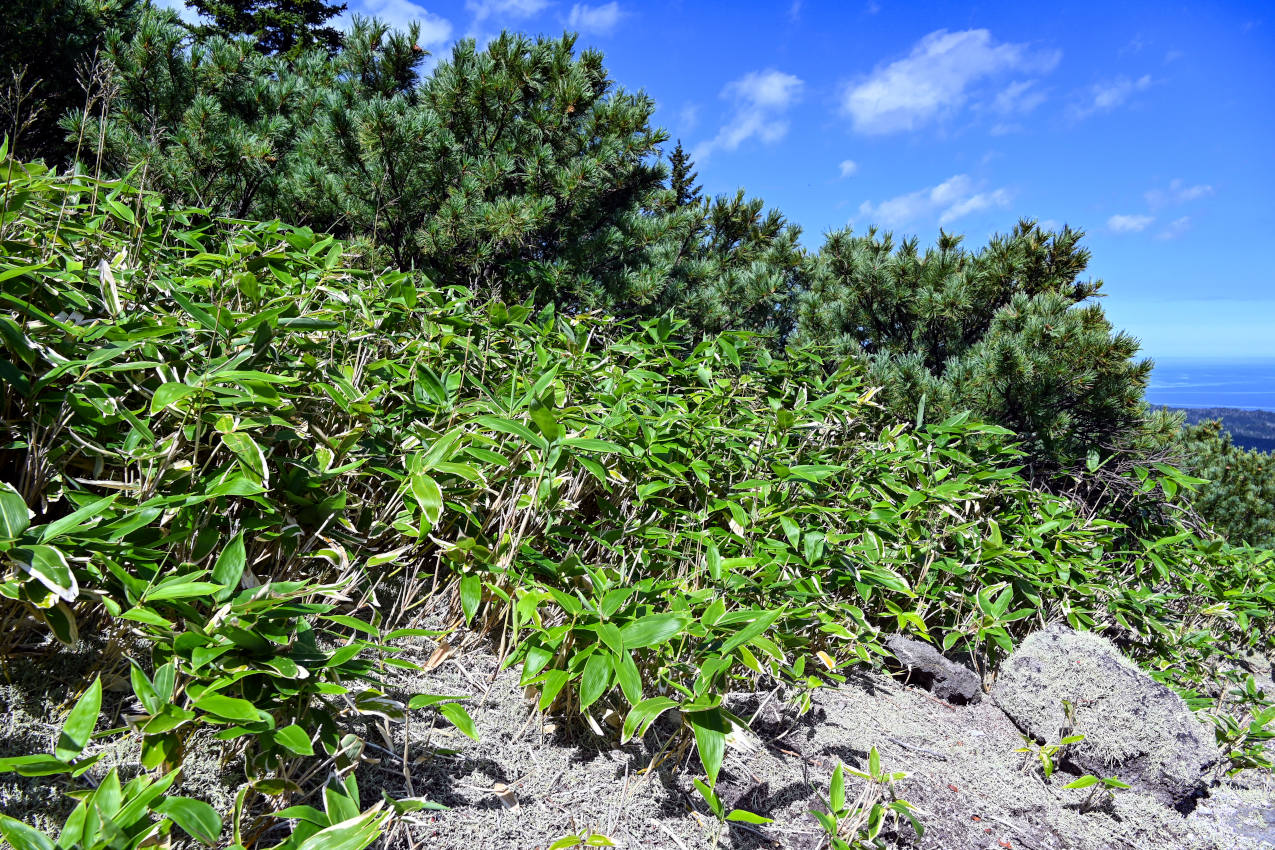 Вулкан Менделеева, image of landscape/habitat.