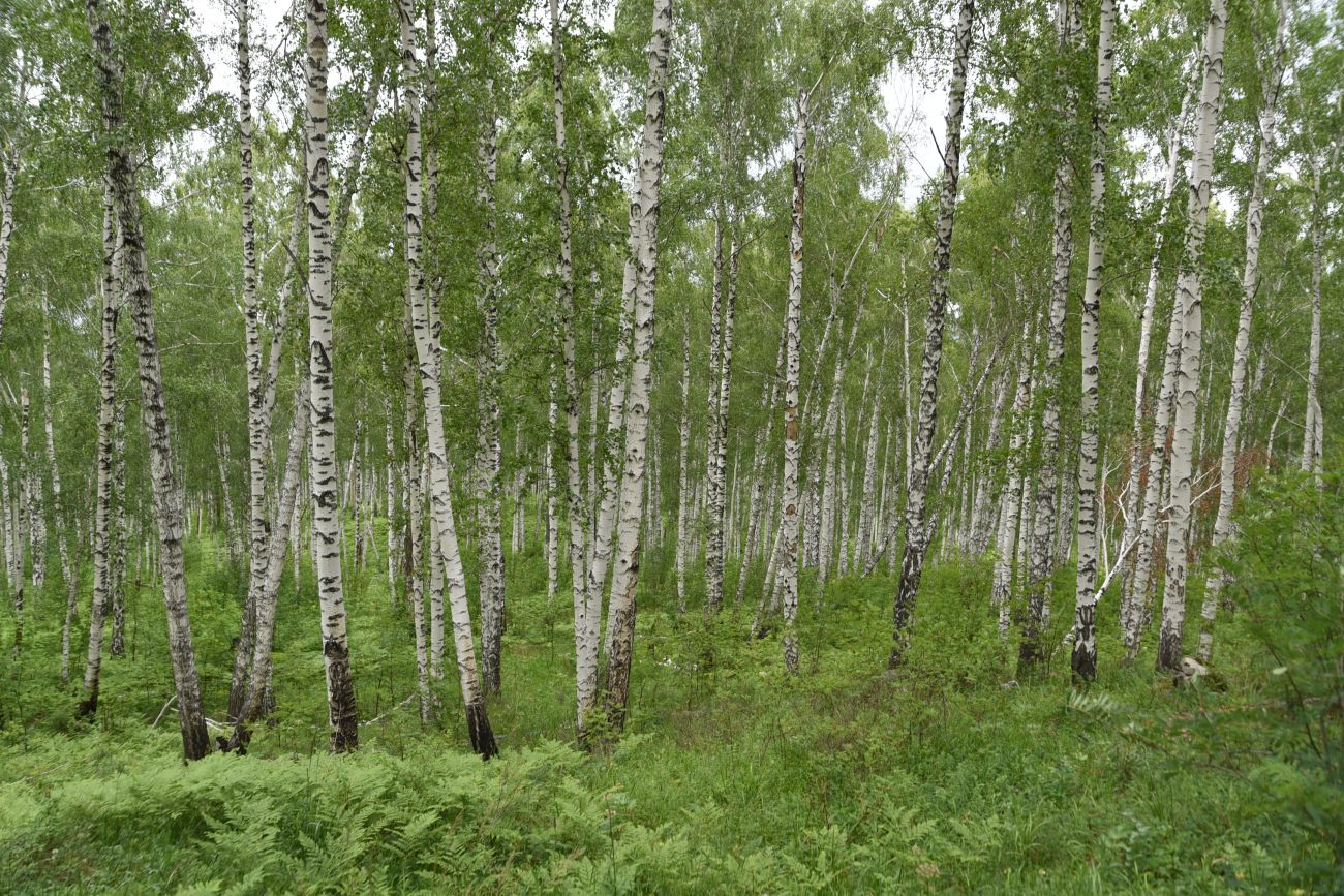 Гора Аракуль, image of landscape/habitat.