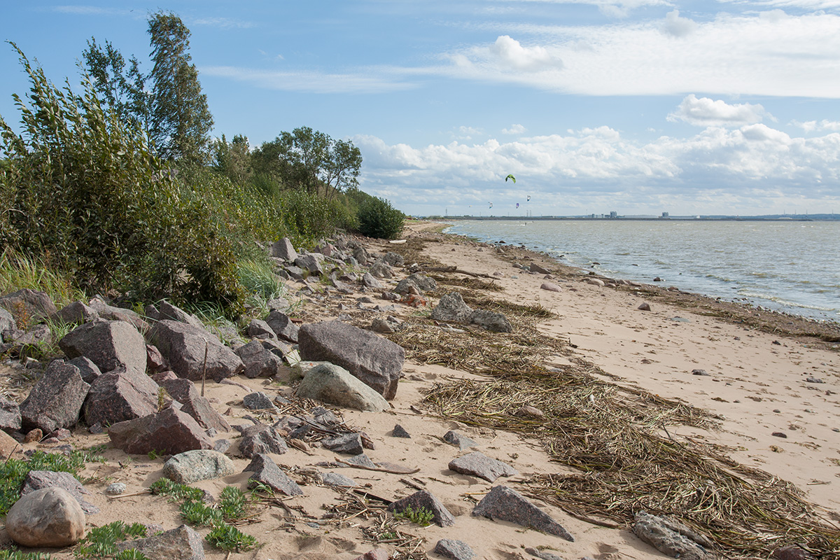 Западный Котлин, image of landscape/habitat.