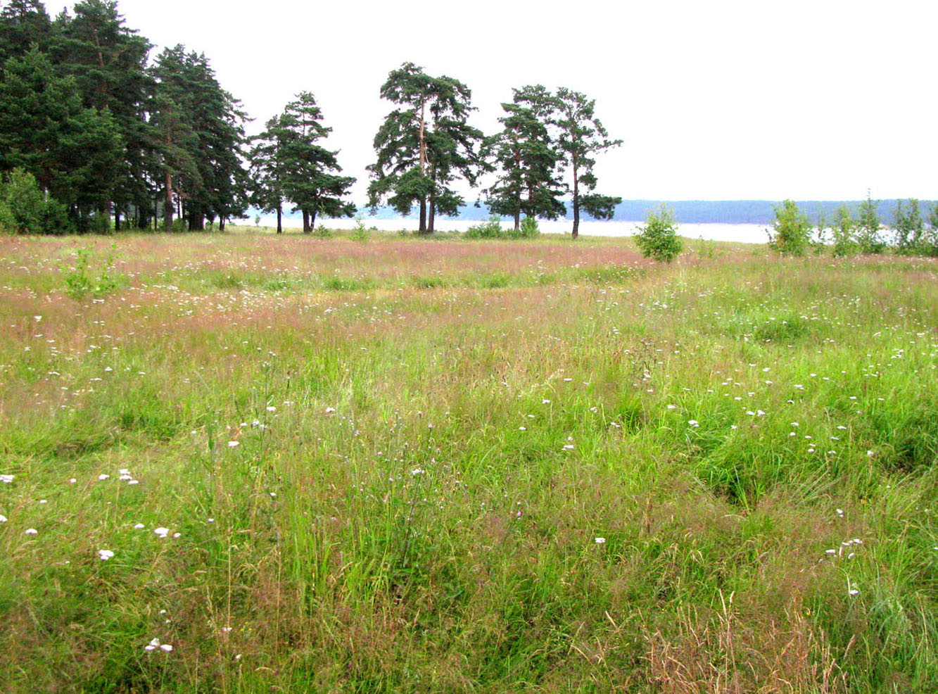 Рыбинское водохранилище, image of landscape/habitat.