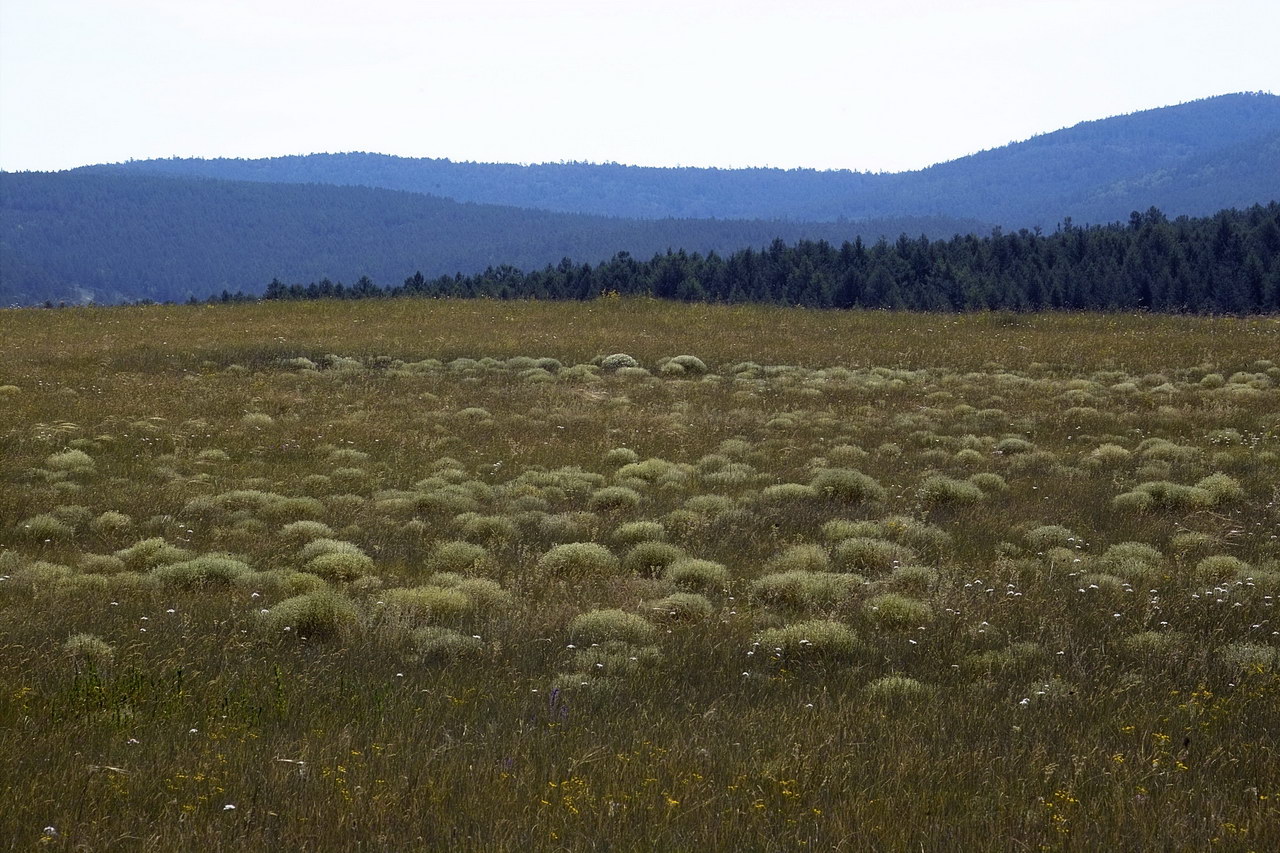 Узуры, image of landscape/habitat.