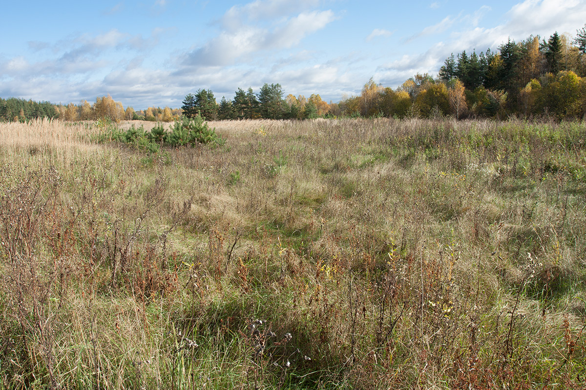 Залежь у Тиханово, image of landscape/habitat.