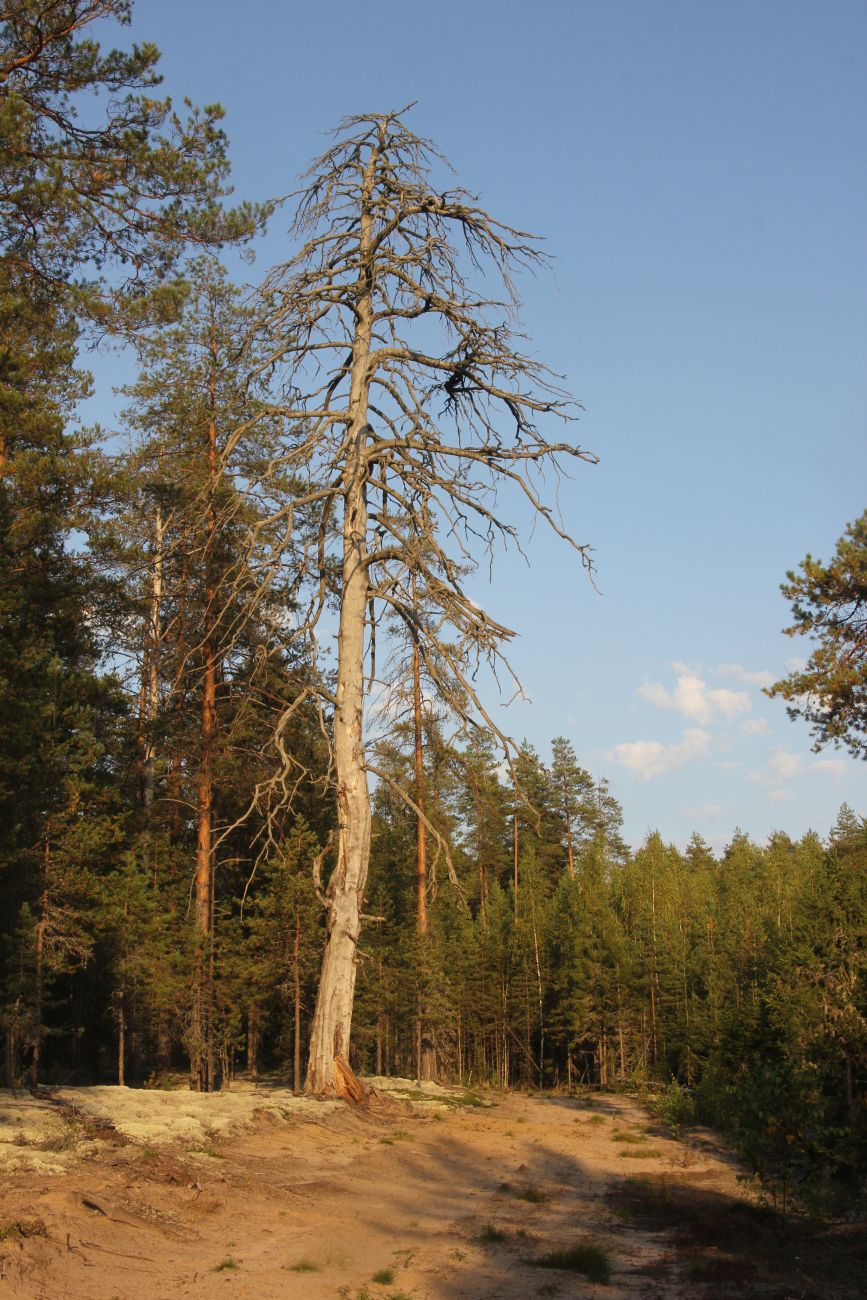 Окрестности устья реки Вига, image of landscape/habitat.