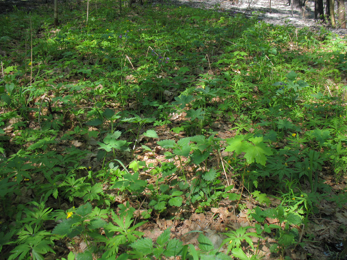 Горелый лес, image of landscape/habitat.