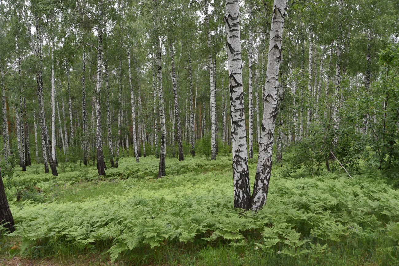 Гора Аракуль, image of landscape/habitat.