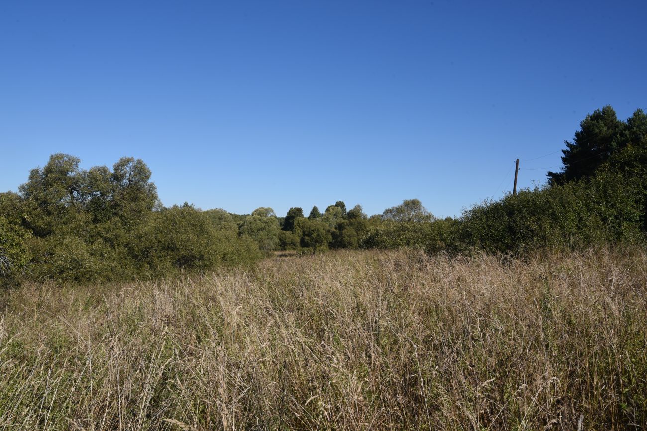 Деревня Вдовец, image of landscape/habitat.