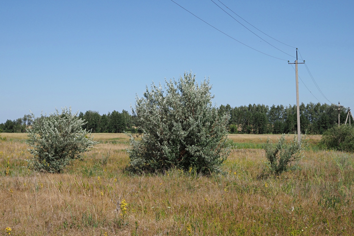 Долина реки Бирля и окрестности, image of landscape/habitat.