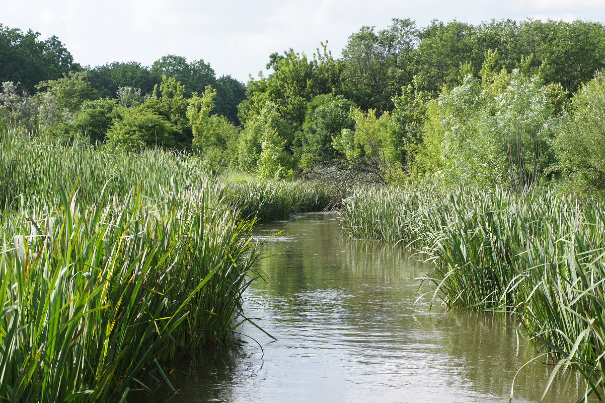 Верховье реки Кальмиус, image of landscape/habitat.