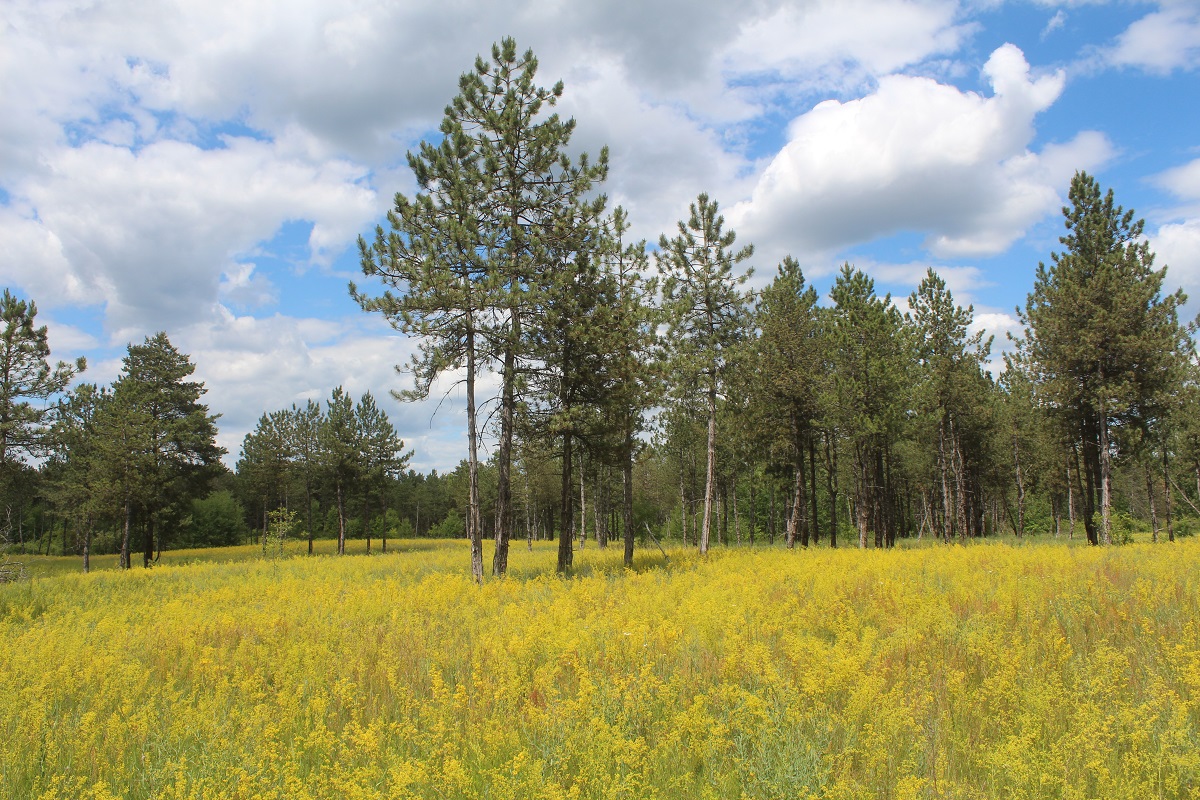 Стенки Изгорья, image of landscape/habitat.