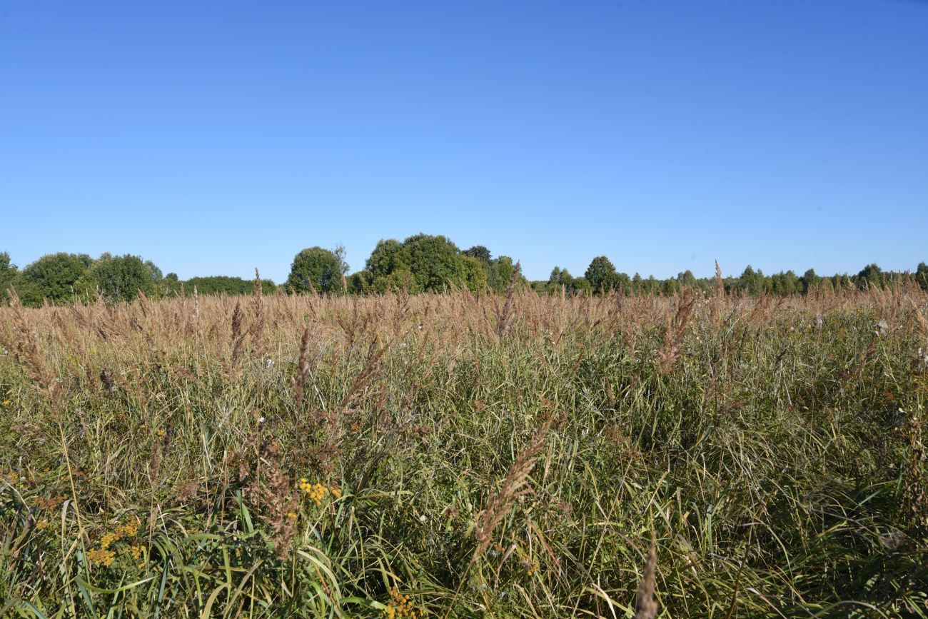 Деревня Вдовец, image of landscape/habitat.