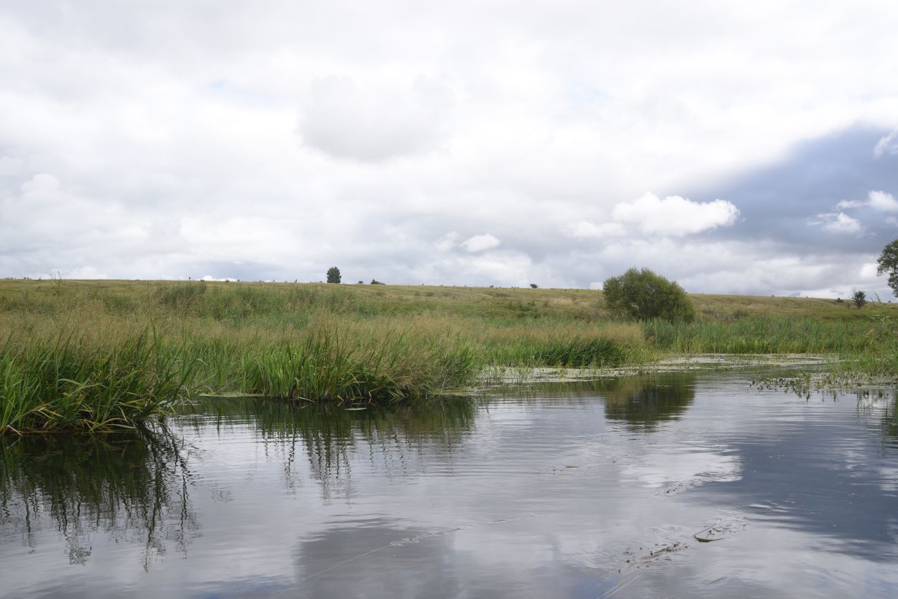 Степное урочище Горки, image of landscape/habitat.