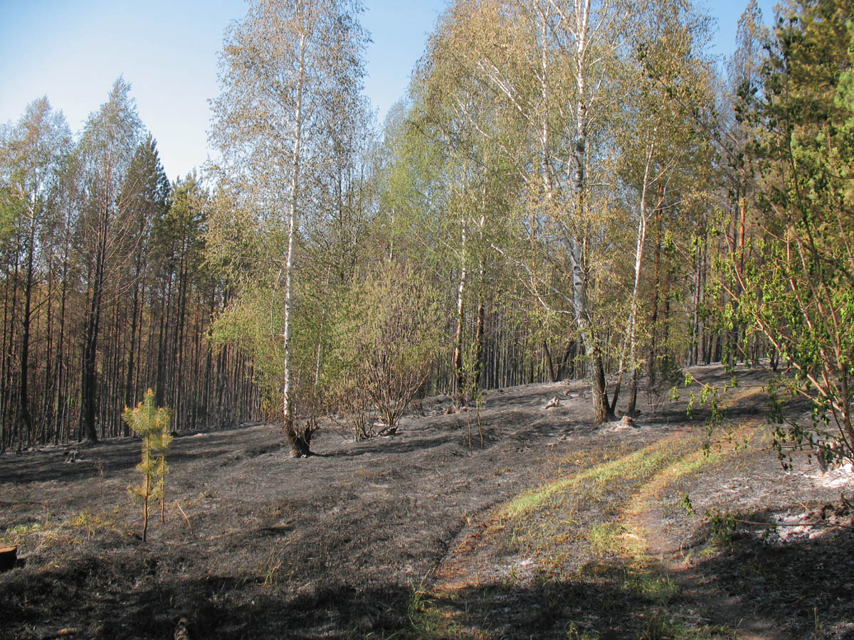 Горелый лес, image of landscape/habitat.