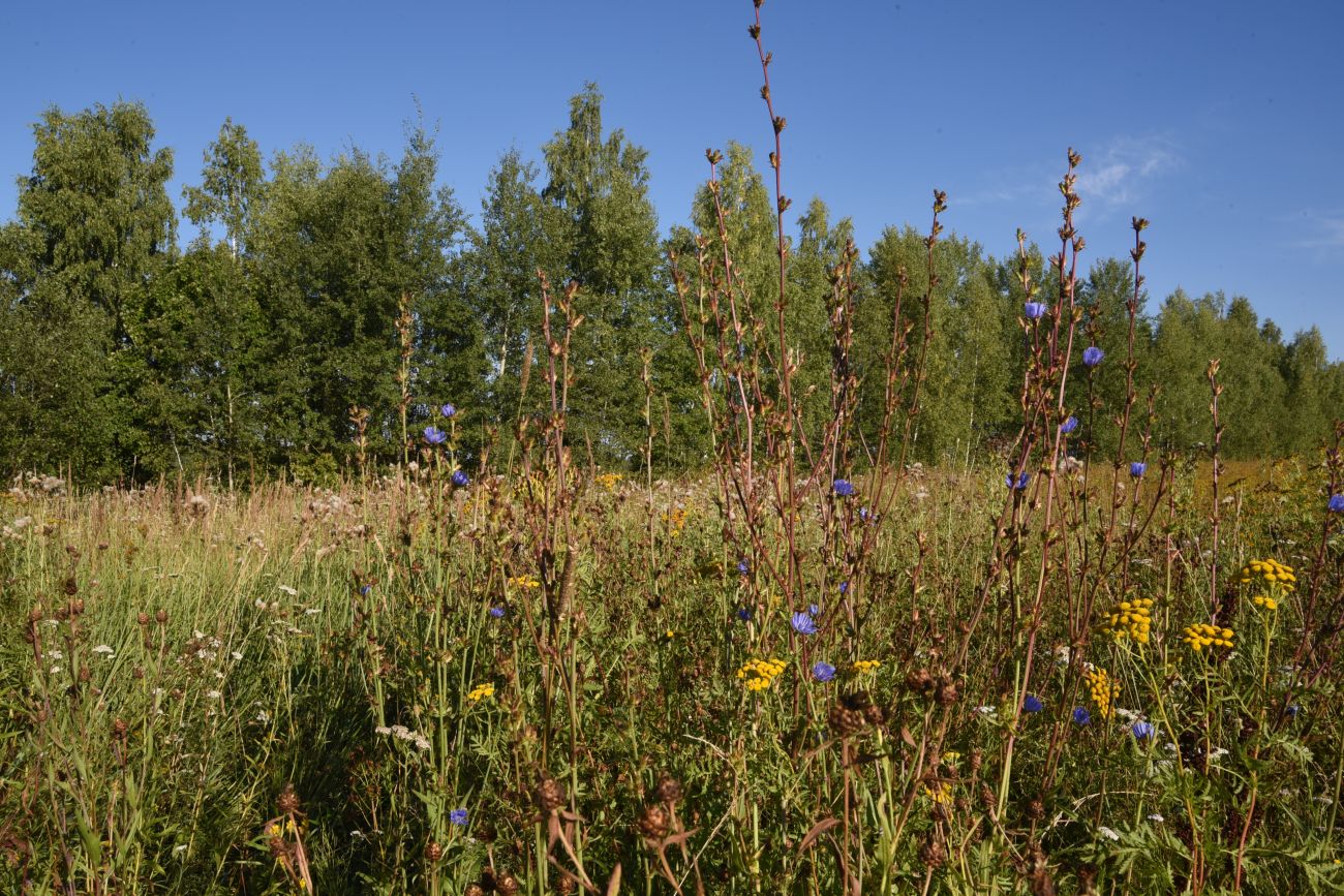 Окрестности деревни Чёлохово, image of landscape/habitat.