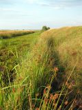 Озеро Стрибуж, image of landscape/habitat.