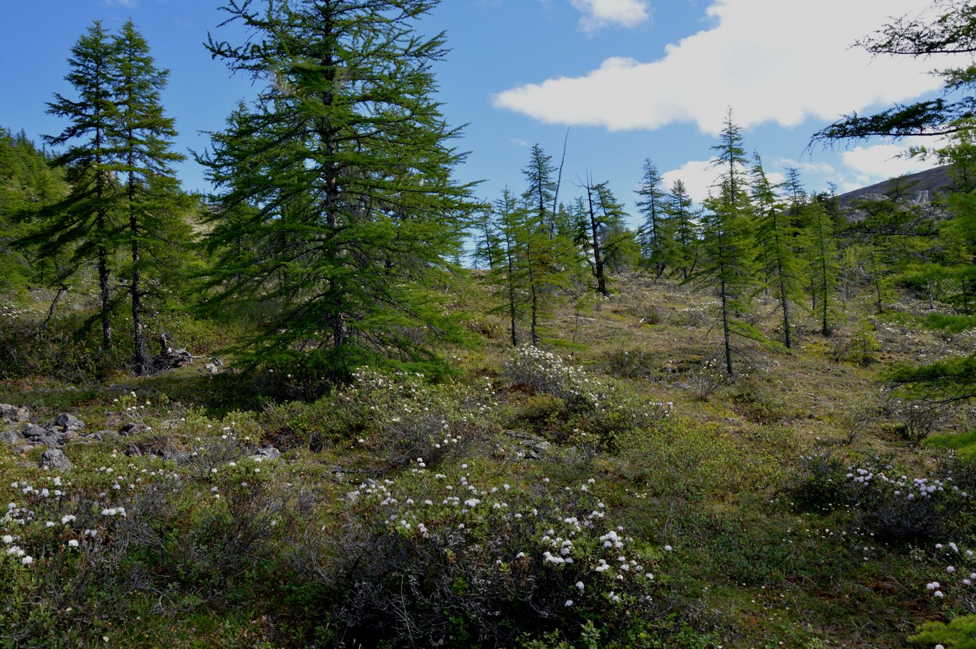 Река Котуй, image of landscape/habitat.